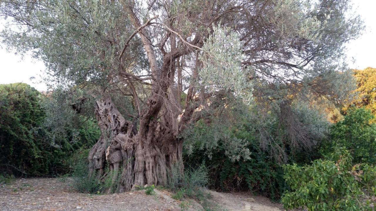 La Villa Di Minerva Agrigento Exteriör bild