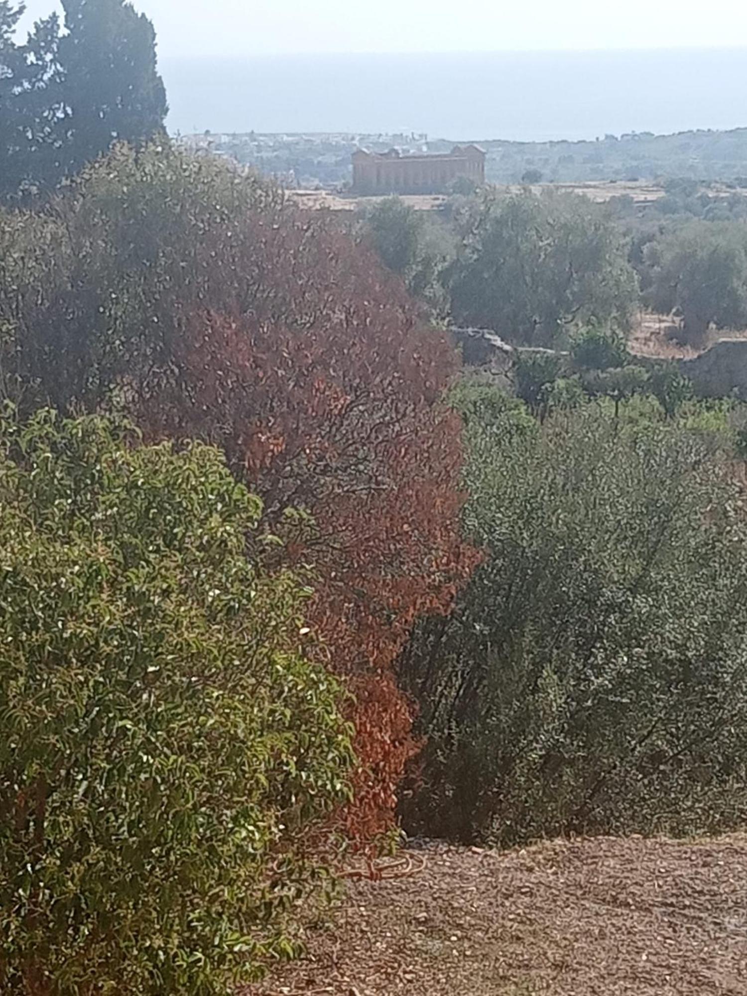La Villa Di Minerva Agrigento Exteriör bild